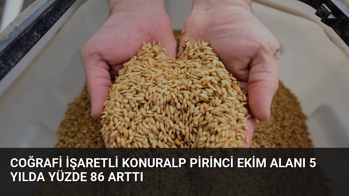 Coğrafi İşaretli Konuralp Pirinci Ekim Alanı 5 Yılda Yüzde 86 Arttı
