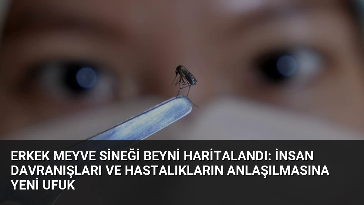 Erkek Meyve Sineği Beyni Haritalandı: İnsan Davranışları ve Hastalıkların Anlaşılmasına Yeni Ufuk