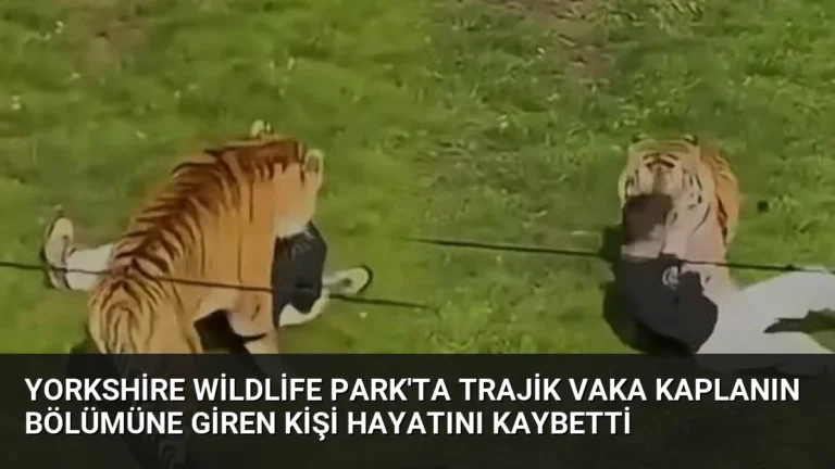 Yorkshire Wildlife Park’ta Trajik Vaka Kaplanın Bölümüne Giren Kişi Hayatını Kaybetti